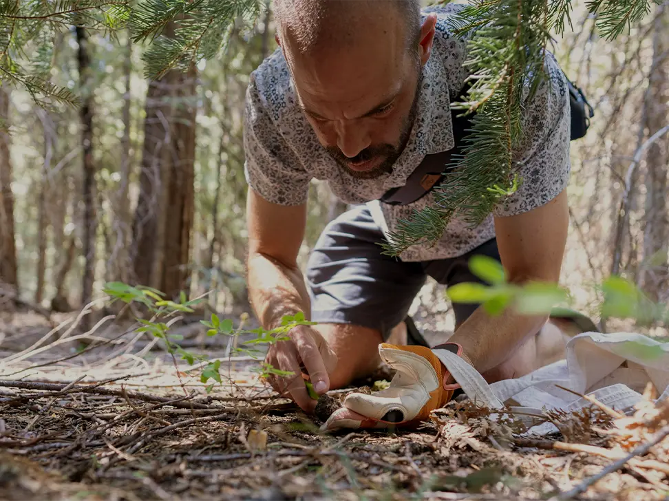 A man on his hands and knees carefully digging a mushroom out of the forest floor