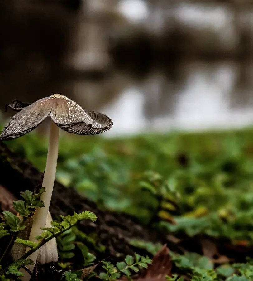 A closeup of a mushroom growing on a lush green forest floor